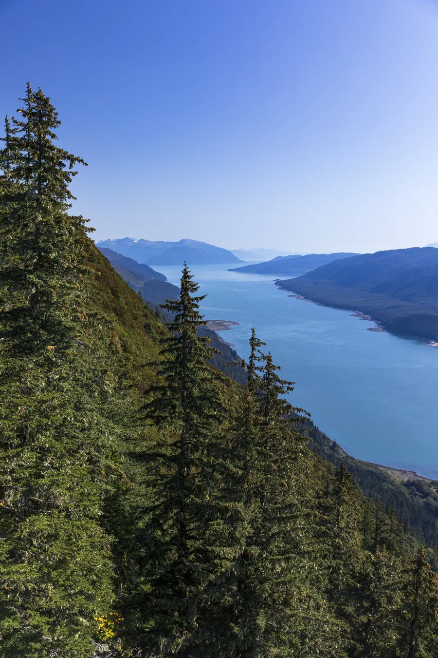 Spruce forest above a long inlet near Juneau, Alaska, from the Regent Seven Seas Cruises 2028-2029 collection